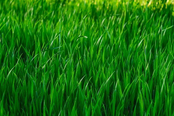 Green Grass Background Green Grass Bokeh Out Focus Background Grass — Fotografia de Stock