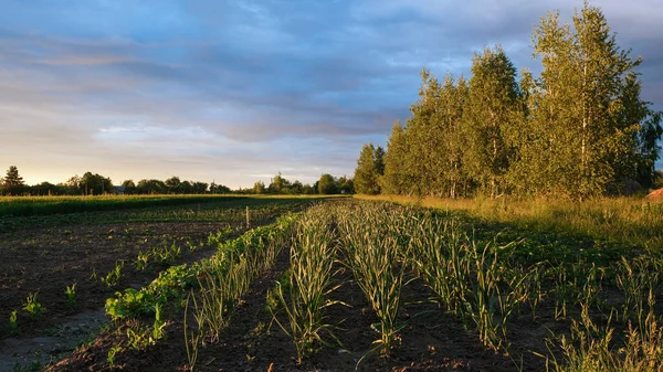 Bahçede ev yapımı sebzeler. Evde bahçıvanlık. Gün batımında manzara.