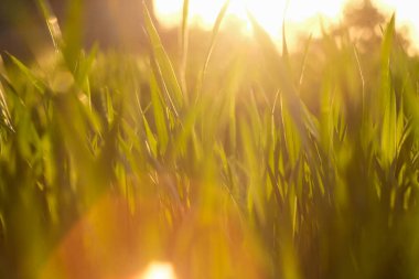 Yeşil çimen arka planı. Bokeh 'li yeşil çimen. Odak dışı arkaplan çimeni.