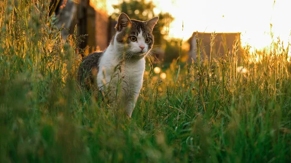 Gefleckte Katze Bei Sonnenuntergang Grünen Gras Katze Auf Dem Hintergrund — Stockfoto