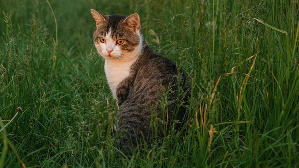 A cute cat is sitting in the green grass. The cat in the green grass looks at the sunset.