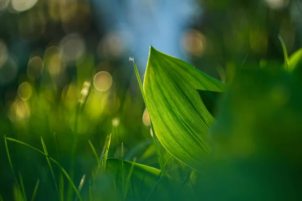 Uma Grande Folha Verde Brilha Sob Luz Sol Fundo Com — Fotografia de Stock