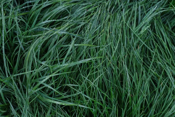 Piękne Tło Zielonej Kręconej Trawy Tekstura Leżącej Trawy — Zdjęcie stockowe
