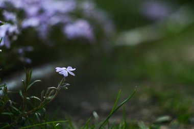 Phlox subulate. Yoğun çiçekli güzel pembe bir bitki. Halı çiçekleri. Phlox açıldı ve bokeh.
