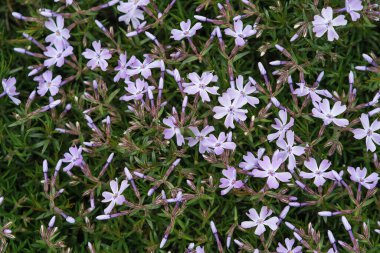 Phlox subulate. Yoğun çiçekli güzel pembe bir bitki. Halı çiçekleri. Phlox subute çiçeklerinin dokusu.