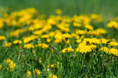Sarı kulbanlı fotoğraf. Sarı taraxacum. Taraxacum ile bahar sezonu.