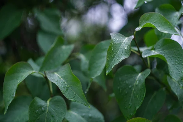 Damlalı Yeşil Leylak Yaprakları Yağmurdan Sonra Yapraklı Bush — Stok fotoğraf