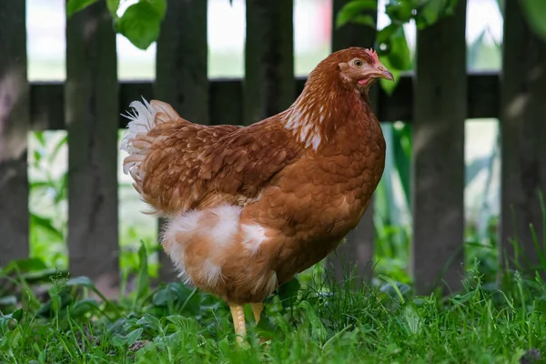 緑の草の中に赤い鶏が放牧されています 養鶏場 庭の鶏 — ストック写真