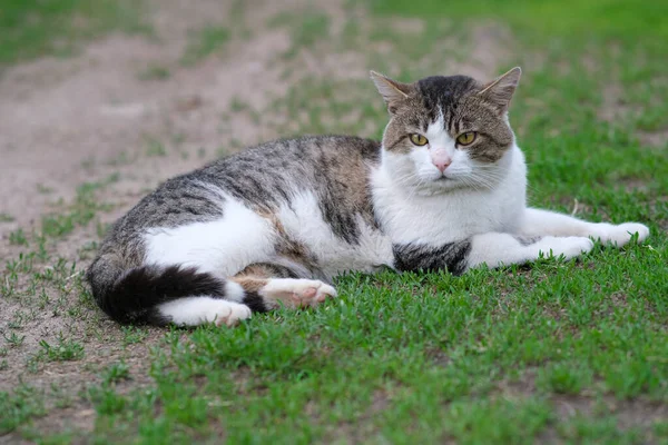 Spotted Cat Lies Green Grass White Fence Cat Yard — Stockfoto