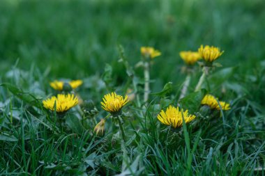 Sarı kulbanlı fotoğraf. Sarı taraxacum. Taraxacum ile bahar sezonu.