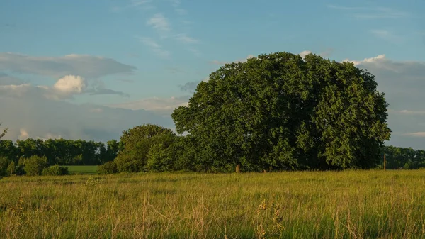 Τοπίο Στρογγυλό Δέντρο Και Γαλάζιο Ουρανό Μεγάλο Πλούσιο Δέντρο — Φωτογραφία Αρχείου
