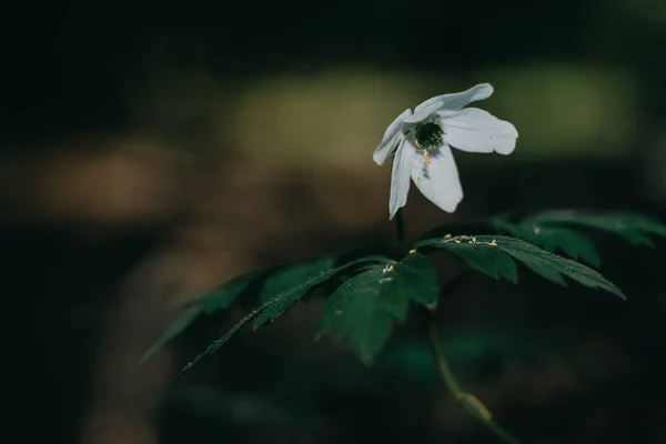 イソギンチャクの花は白 国内です 庭の美しい白い花 — ストック写真