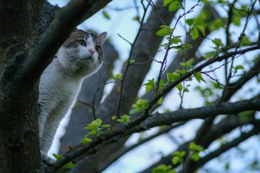 Kedi bir ağacın üzerinde oturuyor. Kedi ağaçta sıkıştı..