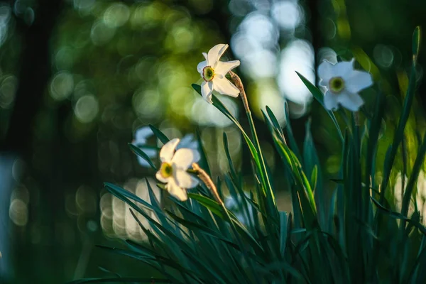 水仙花在黄花床上盛开 白色的特里水仙花 — 图库照片