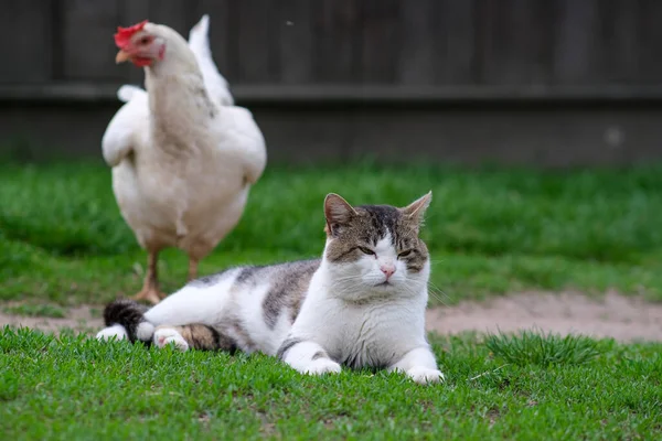 一只斑斑的猫躺在绿草上 旁边是一只白鸡 猫和鸡的朋友 — 图库照片
