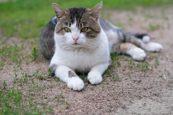 Gefleckte Katze Liegt Auf Grünem Gras Und Schutt Die Katze — Stockfoto