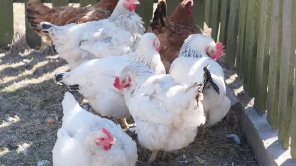 Tavuklar Tüylerini Temizler Çitin Altında Bir Grup Evcil Tavuk — Stok video