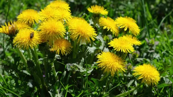 Las Abejas Recogen Néctar Gran Arbusto Amarillo Flores Taraxacum Taraxaco — Vídeos de Stock