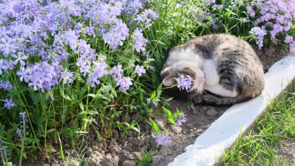 Słodki Kot Odpoczywa Ogrodzie Styloidowym Floksie Kotek Tle Pięknych Kwiatów — Wideo stockowe
