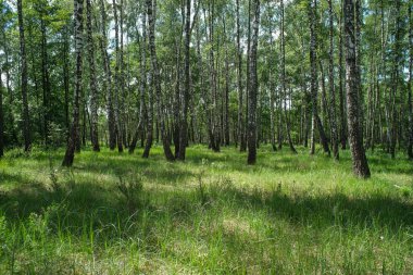 Yoğun huş ağacı ormanı. Genç huş ağacıyla yeşil orman. Bahar Ormanı.