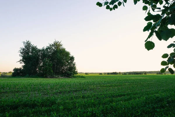 Sunset at cultivated land in the countryside on a summer evening with cloudy sky background.