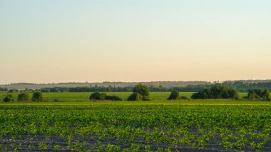Sunset at cultivated land in the countryside on a summer evening with cloudy sky background.