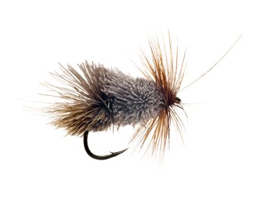 sinek balıkçılık cazibesi