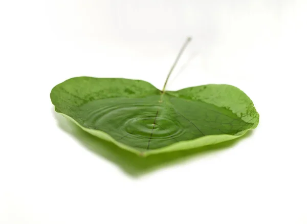 Waterdrops in a leaf — Stock Photo, Image