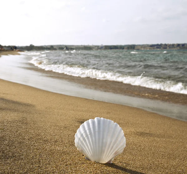 Shell na praia — Fotografia de Stock