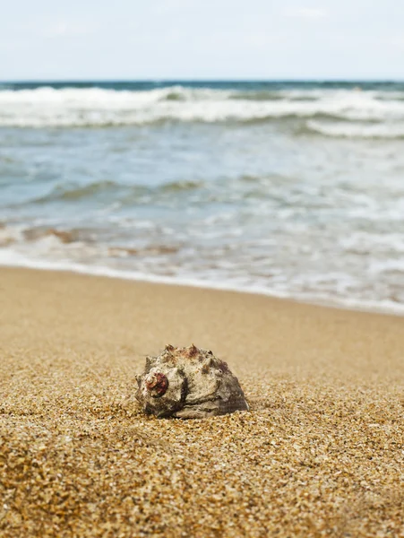 Рапана на пляже — стоковое фото