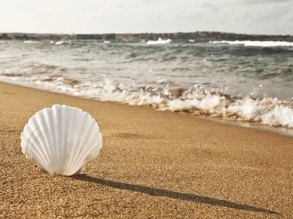 Shell na praia — Fotografia de Stock