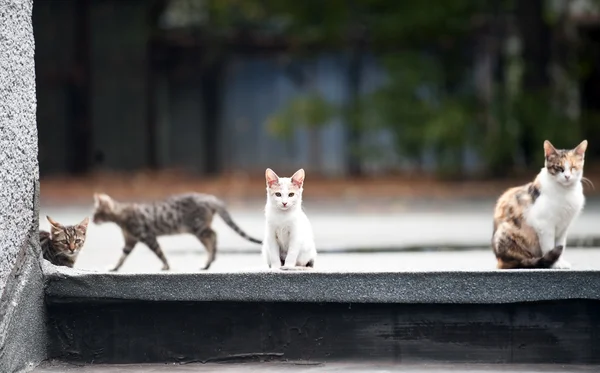 Cat family — Stock Photo, Image