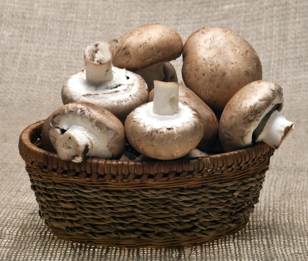 Portabello Mushrooms — Stock Photo, Image