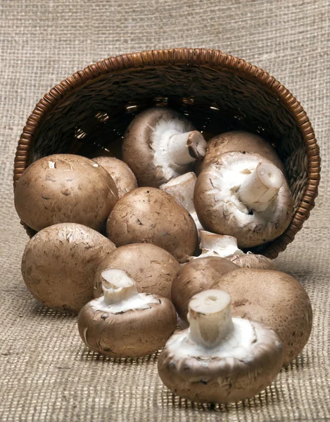 Portabello Mushrooms — Stock Photo, Image