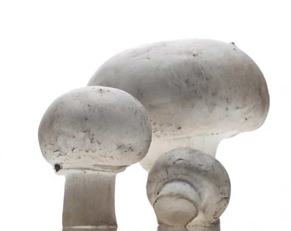 Button Mushrooms — Stock Photo, Image