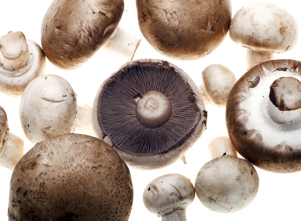 Portabello 和白蘑菇 — 图库照片