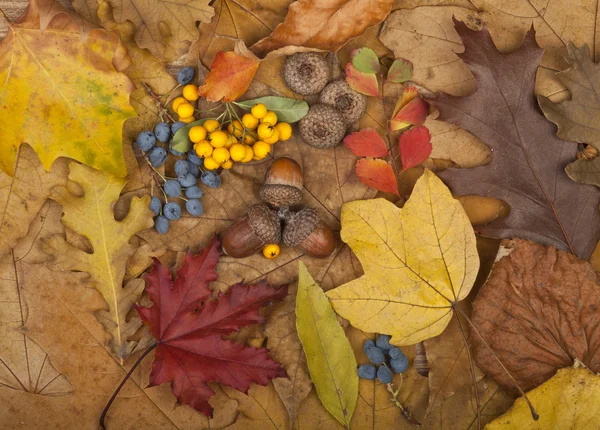 Осенняя карта — стоковое фото