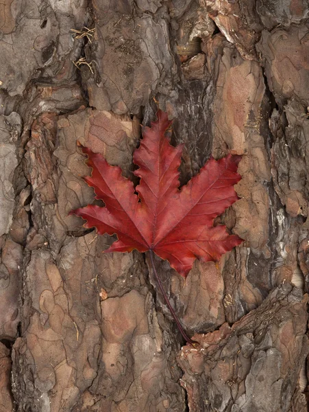 Autumn leaf — Stock Photo, Image