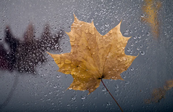 Осенний вид через окно — стоковое фото