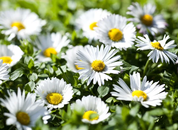 Spring Background — Stock Photo, Image