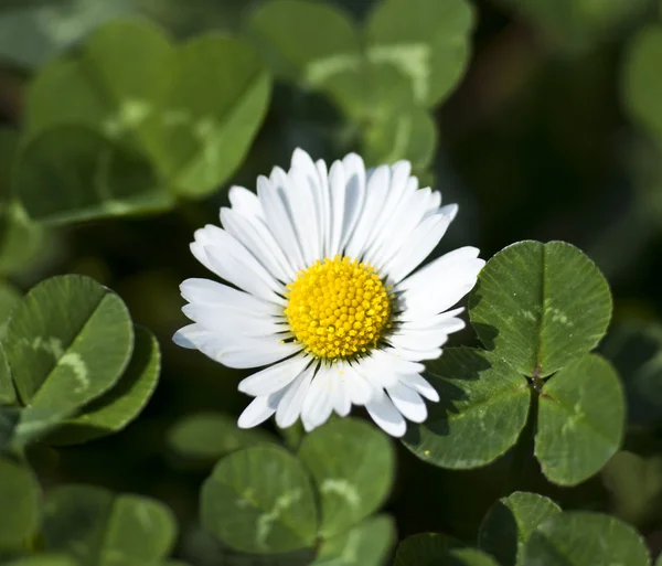 Spring Background — Stock Photo, Image