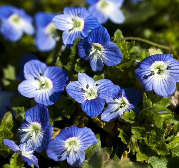 Spring Background — Stock Photo, Image