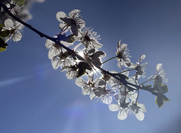 Hintergrund: Frühling — Stockfoto