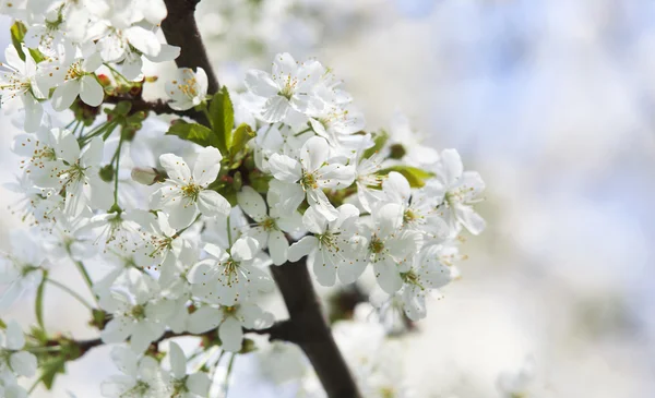 Springender Hintergrund — Stockfoto