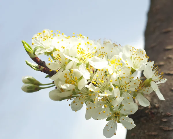 Spring Background — Stock Photo, Image