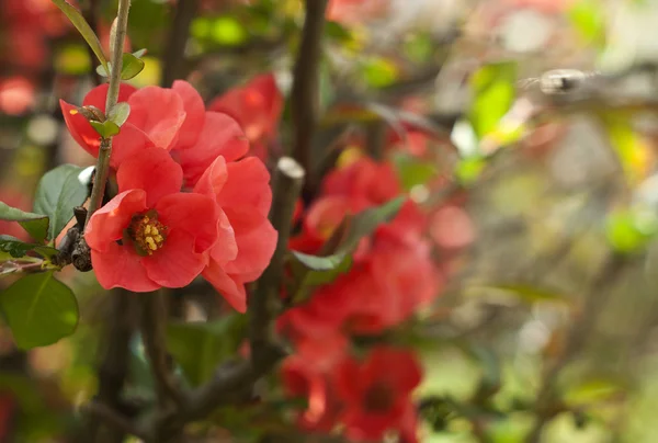 Fundo da primavera — Fotografia de Stock