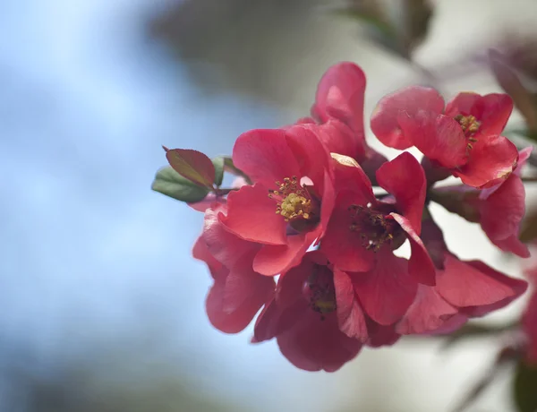 Fundo da primavera — Fotografia de Stock