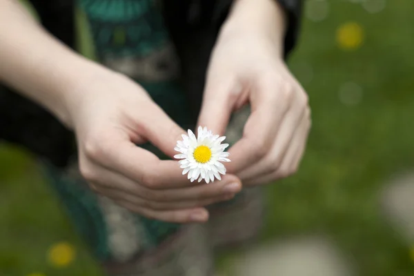 Daisy gåva — Stockfoto