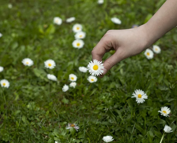 Daisy Gift — Stock Photo, Image