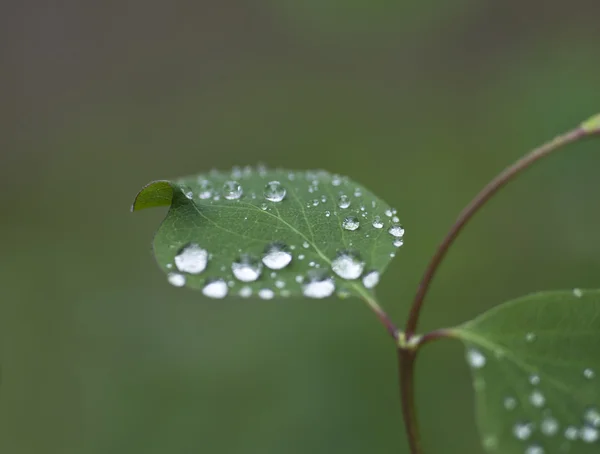 Gouttes de pluie — Photo